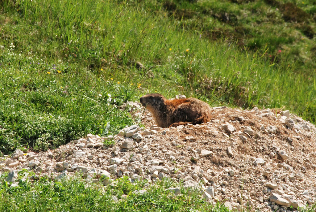 Parco Naturale delle Dolomiti Friulane - fauna autoctona