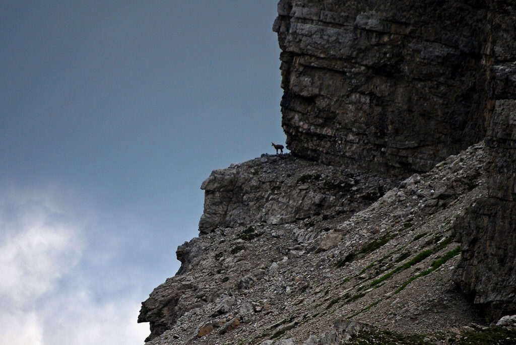 Stambecco in un luogo impervio e spettacolare delle montagne della Valcellina