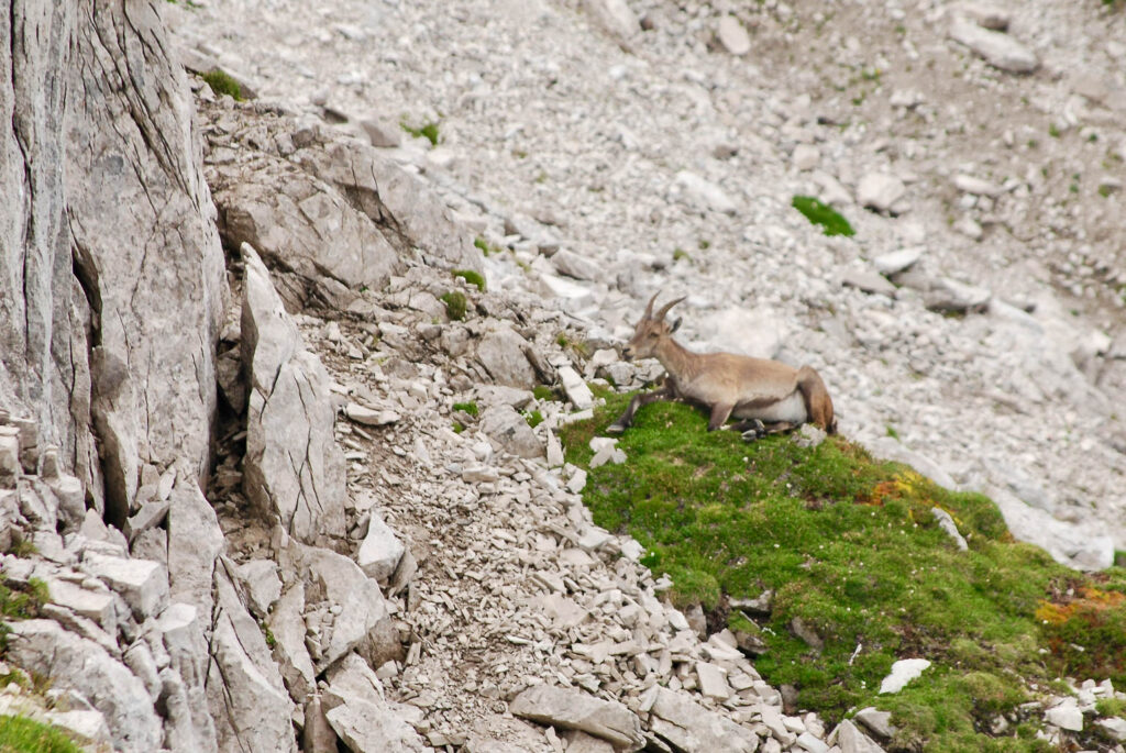 Stambecco in un luogo impervio e spettacolare delle montagne della Valcellina
